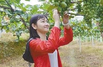 【记者走基层】看来凤葡萄满枝