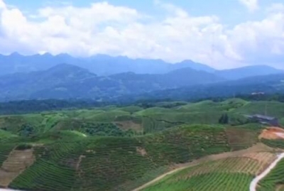 鹤峰县邬阳乡：有机茶种出发展新希望