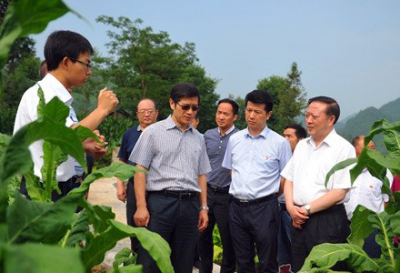 中国烟叶公司一行到宣恩调研烟叶生产、烟农增收工作 