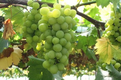 鹤峰举办首届有机葡萄采摘节