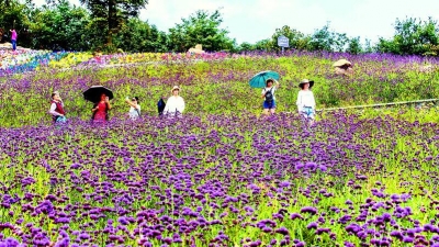 湖北巴东:高山花海惹人醉