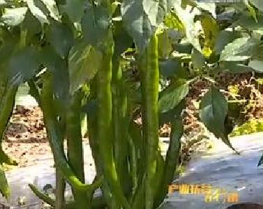 利川市谋道镇红岩寺蔬菜种植专业合作社:把小辣椒做成大产业 