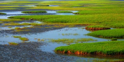 湖北对湿地实行全面保护 损害湿地终身追责