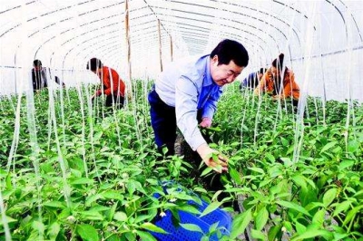 利川农民合作示范社先进经验引来“取经客”