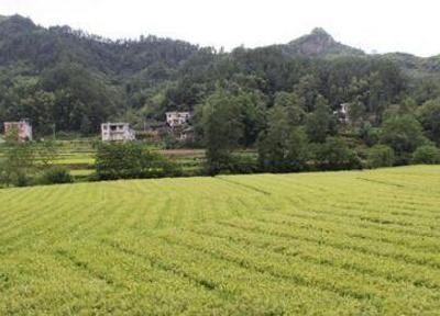 谭建军副主席利川督办检查政协委员参与精准扶贫“三大工程”开展情况