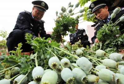 非法种植800多株罂粟，一村民被判拘役六个月