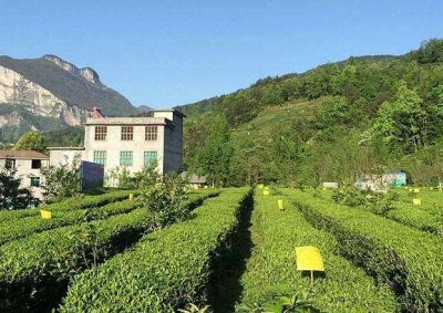 全域绿色的鹤峰路径