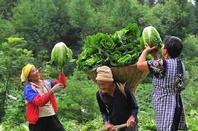 宣恩：高山无公害蔬菜助农致富 
