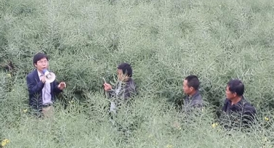 恩施大山长出“油菜树” 亩产可达600斤以上