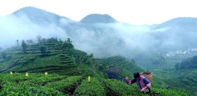 宣恩伍家台贡茶获生态原产地产品保护