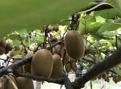 建始红岩寺镇首届猕猴桃开园节将于10月14日举行