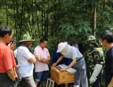 “蜜蜂爷爷”忙，千家万户甜 ——卢自德的故事