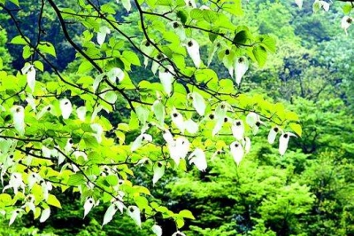 “绿盾2017”国家级自然保护区监督检查专项行动第五专项巡查组到七姊妹山巡查