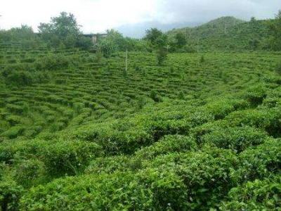 巴东：茶店子镇规划种植茶叶5000亩正在选址建厂
