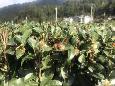 加强茶园冬管促茶农增产增收