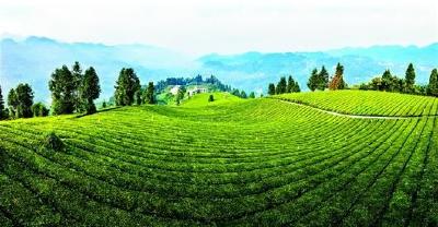 宣恩伍家台贡茶获“国家原产地保护产品”称号