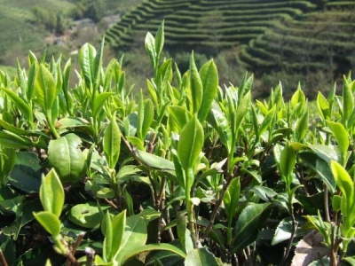 “三品”战略助推鹤峰茶产业转型升级