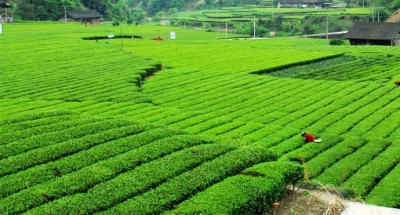 杭州市农业局对接帮扶恩施州提升茶产业