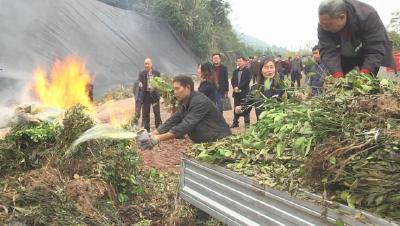 巴东销毁柑橘苗7045株