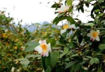 咸丰丨新田沟村发展油茶助农增收