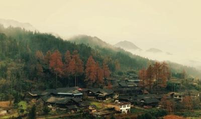 航拍湖北利川初冬水杉林 “满山尽披黄金甲”