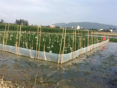 恩施州农科院“追着太阳”育良种 