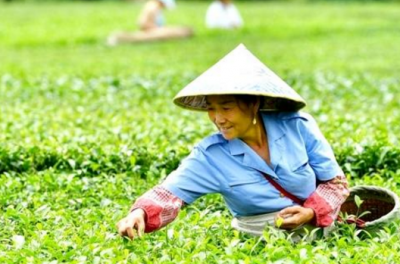 扶贫战场上的茶叶情怀——宣恩县茶企倾情助力精准扶贫精准脱贫