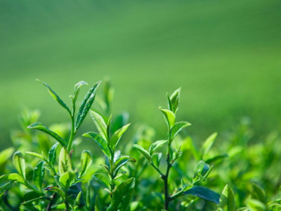 咸丰 | 大沙坝一片茶叶撑起的美丽乡村