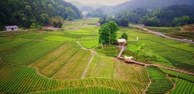 大沙坝：一片茶叶撑起的美丽乡村