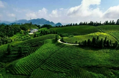 【精准扶贫看宣恩】茶产业成致富“引擎”