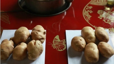 建始官店走电商之路 高山土豆俏销八方