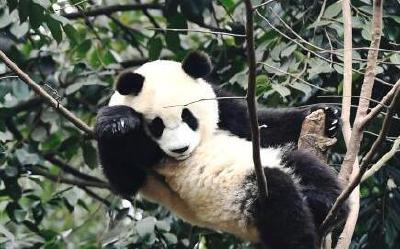 最高十万元奖金!大熊猫国家公园征集形象标识 来试试么?