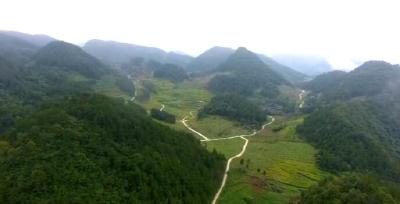 利川: 山桐子托起山区农民小康梦