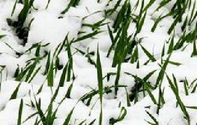 全州农业部门主动应对冰冻雨雪灾害天气