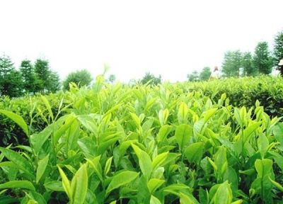 《蛋鸡富硒饲养技术规程》等九个地方标准获省质监局备案