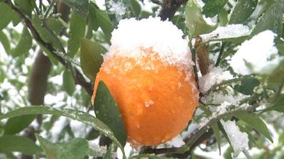 湖北巴东：冰雪天气导致8000亩柑橘受灾