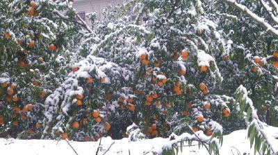 湖北巴东：冰雪天气导致8000亩柑橘受灾