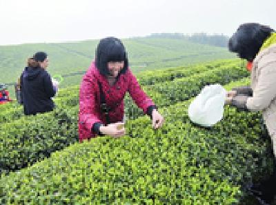 宣恩庆阳坝人的“黑茶经”