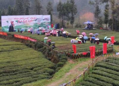 利川 | 毛坝胡家茶园盛大开园 5000人冒雨采头道茶