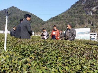 鹤峰 | 太平：茶桂套种模式好 茶农支持收益高
