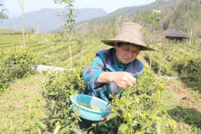 鹤峰 | 高山有机茶开采 帮扶企业送技促增收