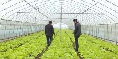 陈勇：蔬菜种出大产业 增收致富带头人