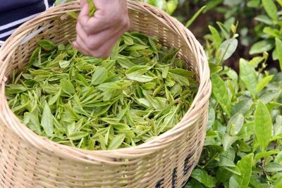 欧盟标准有机茶认证组织考察利川忠路茶业