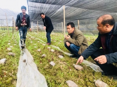 来凤 | 马家坝村羊肚菌栽培助脱贫