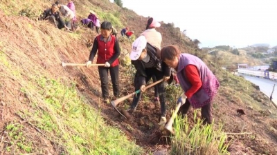 巴东 | 春耕时节茶农忙