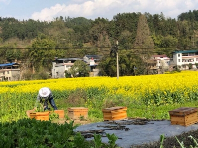 建始 | 长梁菜花香 引来放蜂人