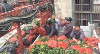 来凤 | 绿水镇：发放8万株油茶苗助推产业脱贫