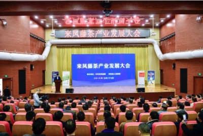 【新华网】湖北来凤：打造藤茶产业第一县