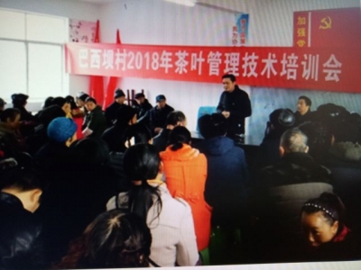 咸丰 | 巴西坝村种植茶叶1000亩 总收入在100万元左右