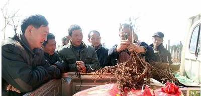 建始 | 人勤春早抢时节 红岩产业扶贫送田头